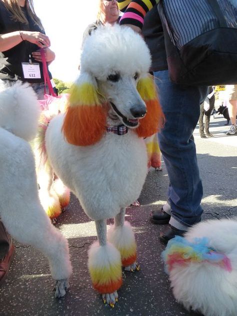 Alchemy Room, Poodle Groom, Poodle Colors, Maltipoo Haircuts, Standard Poodle Haircuts, Poodle Haircuts, Candy Corn Dog, Poodle Haircut Styles, Dog Hair Dye