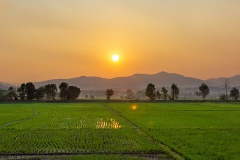 Farm Background, Green Rice, Photo Landscape, Mountain Background, Rice Field, Sky Pictures, Premium Photo, Agriculture, Background Images