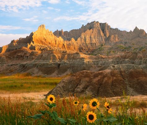 Learn about the beautiful black hills of South Dakota, courtesy of American Cowboy Magazine. South Dakota Landscape, Cowboy Magazine, Crazy Horse Memorial, Black Hills South Dakota, American Cowboy, Painted Hills, Badlands National Park, Western Lifestyle, Sea To Shining Sea