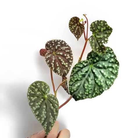 Begonia U641 is a tuberous unidentified Begonia that has very pretty leaves. The newer leaves are brown with green dots and the older… Begonia Luxurians, Begonia Brevirimosa, Begonia Amphioxus, Begonia Varieties, Pink Begonia, Begonia Maculata, Plant Goals, Cactus Planta, Pretty Leaf