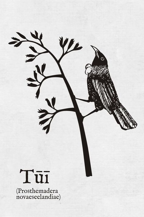 I drew this illustration of a Tūī bird, a native bird of Aotearoa New Zealand, for a project. Tui Bird Art, Tui Tattoo New Zealand, Nz Native Plants, New Zealand Illustration, Zine Ideas, Tshirt Prints, Tui Bird, New Zealand Tattoo, Bird Stencil