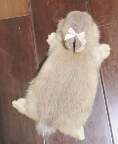 Fat Bunny, Reasons To Go Vegan, Cute Bunny Pictures, Some Bunny Loves You, Cute Baby Bunnies, Vintage Bunny, Bunny Pictures, Pet Bunny, Silly Animals