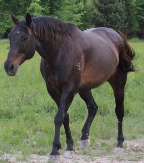 Quarter Horse Mare, Great Granddaughter, Western Horse, Cute Horses, Quarter Horse, Beautiful Horses, Horses, Animals