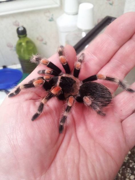 Tranchilla Spider, Tarantula Pet, Pet Tarantula, Tarantula Spider, Pet Spider, Cool Bugs, Beautiful Bugs, Alice Cooper, Creepy Crawlies