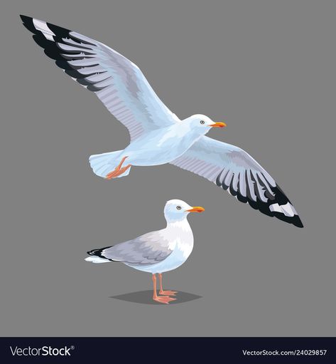 Sea Bird Illustration, Sea Gull Illustration, Sea Gull Drawing, Flying Bird Illustration, Standing Illustration, Seagull Illustration, Flying Seagull, Herring Gull, Journal Article