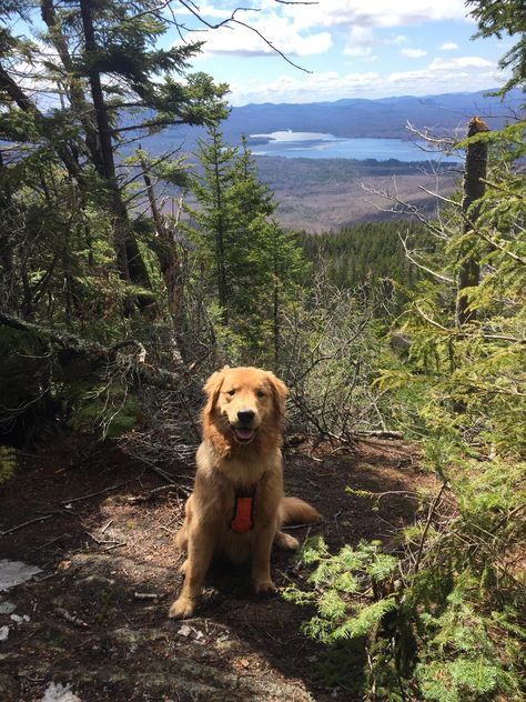 My hiking partner Golden Retriever Hiking, Indoor Dog Fence, Wireless Dog Fence, Lush Bath, Guard Dog, Post Grad, Hiking Dogs, Dog Fence, 2025 Vision