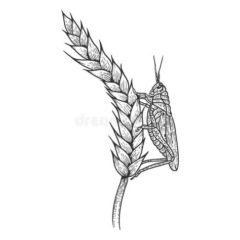 Locust Tattoos, Honey Locust, Flash Tattoos, Wild Honey, Vector Stock, Stone Carving, Flash Tattoo, Tattoos And Piercings, Wheat