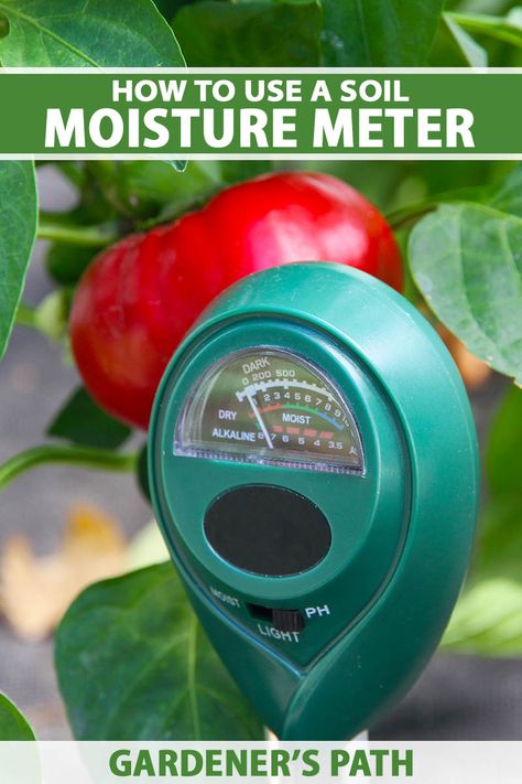 Who hasn’t had a hard time at some point with trying to keep their plants watered appropriately? If you regularly forget to water or you keep giving your plants too darn much, get yourself a soil moisture meter. These garden tools take the guesswork out of watering for happier plants. #hygrometer #garden #gardenerspath Moisture Meters, Corn Plant, Thriving Garden, House Plant Care, Off Grid Living, Garden Soil, Plant Mom, Gardening For Beginners, Water Plants