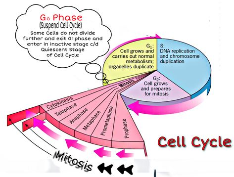 Cell Cycle is divided into two basic phases- *Interphase *M Phase( Mitosis Phase) M phase starts with Karyokinsis( Nuclear Division) Ends with Cytokinesis (Division of Cytoplasm) Biochemistry Notes, Middle School Science Experiments, Dna Replication, Rock Cycle, Cell Cycle, Happy Birthday Vintage, Ap Biology, Science Notebooks, Interactive Science Notebook