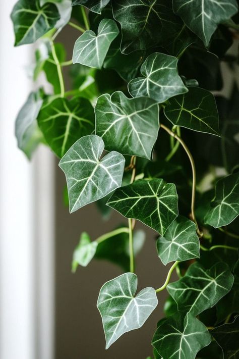 English Ivy (Hedera helix) is a timeless and elegant choice for any indoor or outdoor space! 🌿🏡 Known for its trailing vines and classic beauty, this plant is a delightful blend of charm and versatility. Easy to care for and perfect for adding a touch of lush greenery, English Ivy enhances any setting with its graceful appearance. Indulge in this enduring botanical favorite today! 🌱✨ #EnglishIvy #Houseplants #IndoorGarden #GreenLiving Ivy Houseplant, Ivy Plant Indoor, English Ivy Plant, Ivy Flower, Witchy Garden, Plant Vegetables, Holly Wedding, Hedera Helix, Tree Study