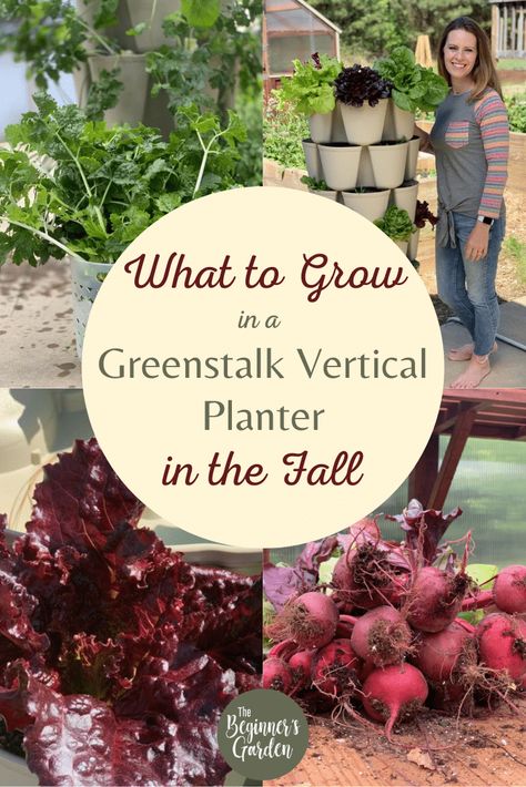 12+ ideas for what to grow in your Greenstalk Vertical Planter in the Fall! Plus, tips on when to plant, how many per pocket, and more! Greenstalk Vertical Planter Ideas, Greenstalk Vertical Planter, Fall Crops, Garden Planning Layout, Vertical Vegetable Gardens, Vertical Garden Planters, Pocket Garden, When To Plant, Vertical Planter