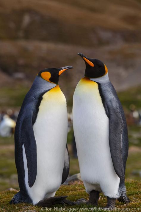 Penguin Photos, Antarctica Photography, Penguin Walk, Galapagos Penguin, South Georgia Island, King Pic, Penguin Pictures, Island Photos, Alaska Photos