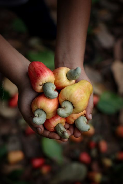 Food Photography Fruit, Cashew Apple, Cashew Tree, Agriculture Photography, Vegetables Photography, Nut Snacks, Nut Recipes, Apple Coloring, Raw Cashews