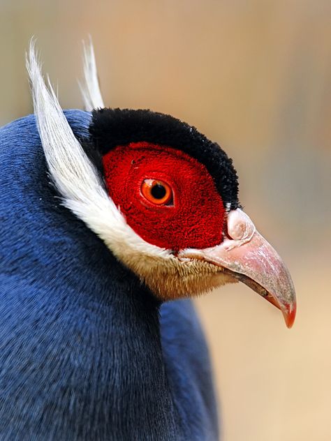 This looks like a compilation of a silver pheasant with the red eye and black hood. The beard and whiskers and grey body look like an auk or puffin. Still researching. CH. Burung Kakatua, Regard Animal, Most Beautiful Birds, Kinds Of Birds, Game Birds, Airbrush Art, Nature Birds, All Birds, Exotic Birds