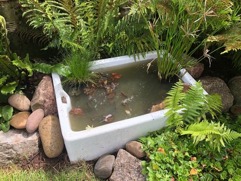 Garden Belfast Sink Ideas, Butler Sink Water Feature, Butler Sink Pond, Sink Pond, Belfast Sink Garden Pond, Belfast Sink Water Feature, Belfast Sink Pond, Belfast Sink Garden, Water Feature Ideas