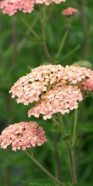 ACHILLEA 'Lachsschonheit' (Galaxy Series) Achillea Flower, Trees For Garden, Front Yard Flowers, August Flowers, Rose Border, Fairytale Garden, Piet Oudolf, Prairie Garden, Plant Benefits