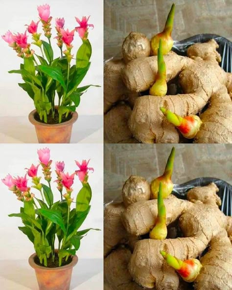 Planting Ginger, Plantarea Legumelor, Growing Ginger, Ginger Plant, Beautiful Home Gardens, Indoor Vegetable Gardening, Growing Plants Indoors, Rock Garden Landscaping, Decoration Kitchen