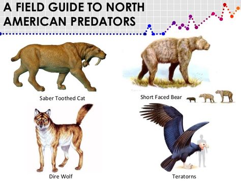 Prehistoric Mammals of North America | Mass.extinction Short Faced Bear, Mass Extinction, Prehistoric World, Dire Wolf, Extinct Animals, Prehistoric Creatures, Prehistoric Animals, Field Guide, Beautiful Creatures