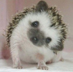 Pets 3, Cute Hedgehog, Cute Animals Images, Pretty Animals, Sugar Glider, Silly Animals, Cute Wild Animals, Cute Animal Photos, Get Real