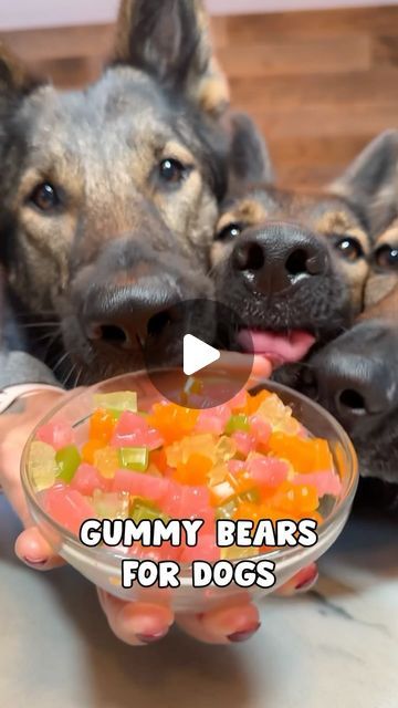 JADE THE SABLE GSD on Instagram: "Gummy Bears For Dogs Recipe 🐻 (save this for later/recipe card @ the end)
#dog #dogs #dogrecipe #germanshepherd #gsd" Dak Board, Dog Breath Mints, Dog Breath Remedy, Dog Breath Treats, Dog Ice Cream Recipe, Dog Beds Homemade, Dog Mints, Doggy Treats, Easy Dog Treat Recipes