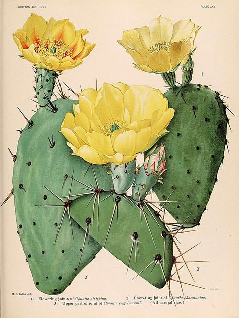 "Vintage botanical illustration - The Cactaceae - Britton and rose plate 25 " Poster by Gardenlibrary | Redbubble South Western Decor, Tea Stained Paper, Botanical Illustration Vintage, Cactus Wall Art, Southwest Decor, Desert Art, Vintage Botanical Prints, Scientific Illustration, Cactus Print