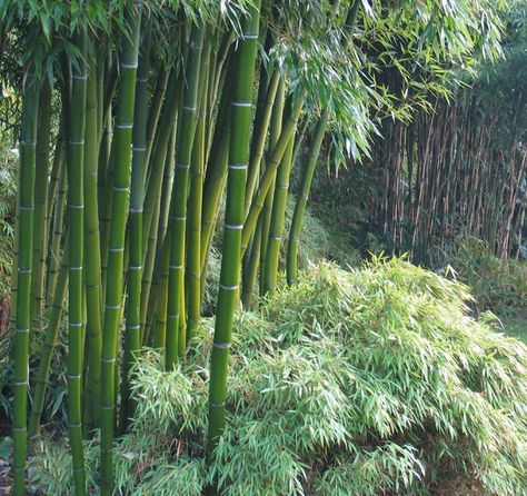 Bamboo Landscape, Giant Bamboo, Bamboo Species, Bamboo Seeds, Bamboo Trees, Moso Bamboo, Rare Seeds, Bamboo Garden, Bamboo Fence