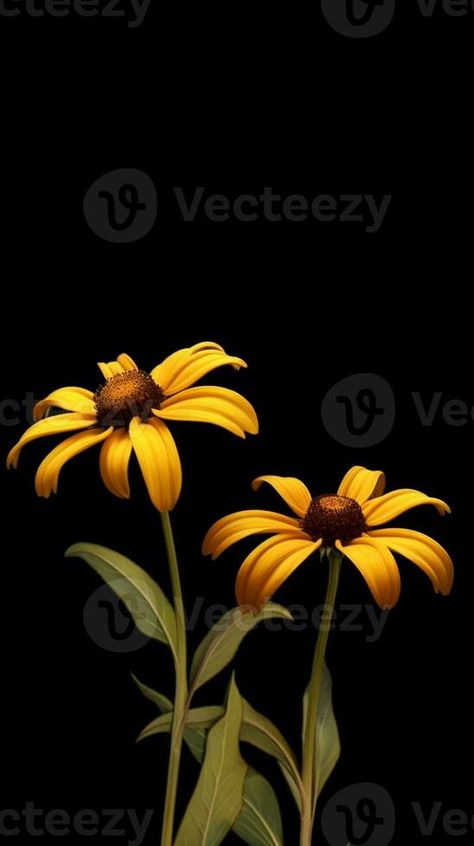 Black eye susan flower blurred background. AI Generated Black Eyed Susan Painting Acrylics, Black Eye Susan Flowers, Black Eye Susans, Black Eyed Susan Photography, Susan Black, Yellow Flower Black Background, Black Eyed Susan Flower, Blurred Background, Black Eyed Susan