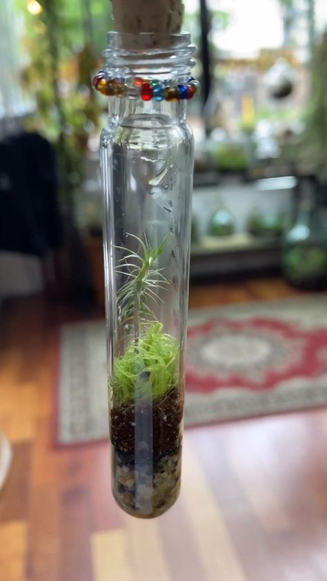 Make a Terrarium With A Vial in 2022 | Plant care houseplant, How to make terrariums, Greenhouse plants Diy Plant Watering Globes, Tiny Terrarium Ideas, How To Make A Terrarium In A Jar, Mini Terrarium Ideas, Closed Terrarium Ideas Diy, Terrarium Aesthetic, Terrarium Ideas Unique, Botanist Aesthetic, Plant Room Aesthetic