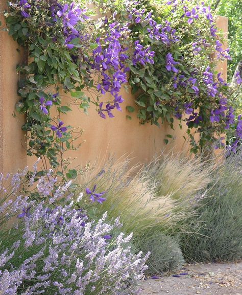 clematis, lavenders & grasses make a stunning, soft yet textured picture Fence Colours, Garden Vines, Mediterranean Garden, Glass Garden, Gorgeous Gardens, Ornamental Grasses, Green Garden, Garden Fence, Garden Spaces