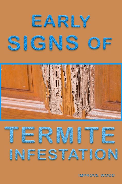 infested wood by termites How To Get Rid Of Termites Outside, Natural Termite Repellent, Flying Termites, Signs Of Termites, Termite Prevention, Termite Damage, Bad Bugs, Diy Pest Control, Termite Control