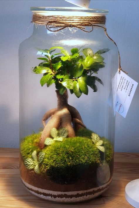 This complete guide gives you all you need to know in order to make a bonsai terrarium. It is easy! Diy Bonsai Tree, Ecosystem In A Jar, Bonsai Moss, Mini Ecosystem, Closed Terrarium Plants, Terrarium Scene, Terrarium Bonsai, Diy Bonsai, Bonsai Terrarium