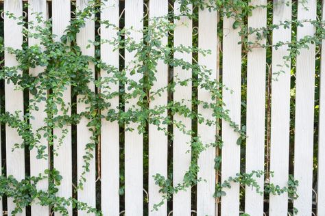 Fences Ideas, Fence Planters, Fence Plants, Black Fence, Climbing Flowers, Growing Vines, Climbing Hydrangea, Living Fence, Garden Vines