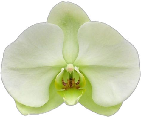 Orchid Png, Green Orchid, Green