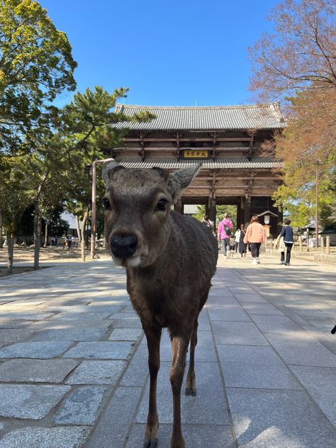 Cute deer in park / temple in Nara, Japan Japan Cute, Nara Park Japan, Nara Deer, Nara Park, Nara Japan, Winter In Japan, Japan Outfits, Tokyo Story, Deer Park