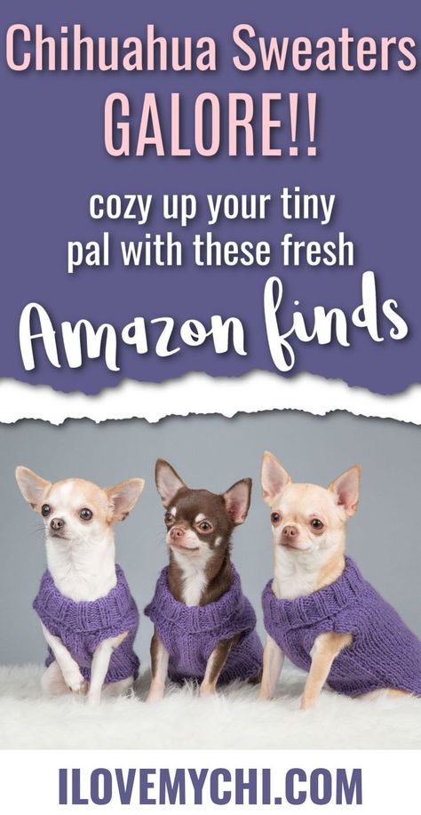 three chihuahuas wearing purple sweaters. Pinterest pin reads, 'chihuahua sweaters galore! cozy up your tiny pal with these amazon finds - ilovemychi.com' Chihuahua Clothes Diy, Chiwawa Puppies, Doggie Cake, Sweaters For Dogs, Chihuahua Sweater, Chihuahua Facts, Chihuahua Rescue, Dogs And People, Chihuahua Clothes