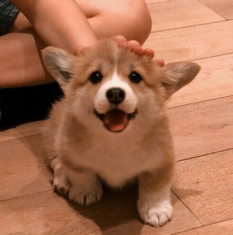 Corgi Aesthetic, Fluffy Corgi, Baby Corgi, Cute Corgi Puppy, Funny Corgi, Corgi Puppies, Corgi Pictures, Cutee Animals, Cutest Puppies