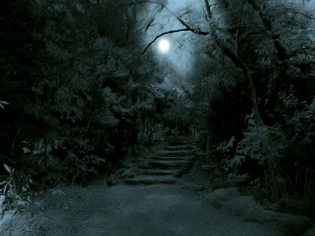 Full Moon In a Dark Forest Forest Moon, American Horror Story Coven, Witch Coven, Forest Background, Night Forest, Forest Path, Forest Road, Jungle Wallpaper, Forest Pictures