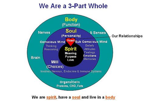 spirit soul body Soul Vs Spirit, Soul Vibes, Body Soul Spirit, Body Diagram, Brain Memory, Christian Counseling, Soul And Spirit, Study Notebook, Spirit Science