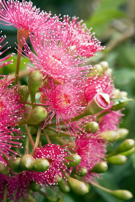 Eucalyptus Blossom, Eucalyptus Flowers, Australian Eucalyptus, Eucalyptus Flower, Gum Trees, Australian Wildflowers, Australian Flowers, Australian Native Flowers, Native Flowers