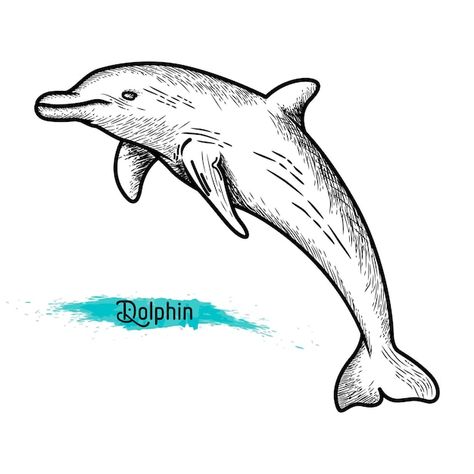 Premium Vector | Vector dolphin vector sketch drawing illustration line sea dolphin vintage hand drawn outline tattoo Dolphin Sketch, Dolphin Vector, Sea Dolphin, Dolphin Design, Outline Tattoo, Design Silhouette, Engraving Illustration, Vector Sketch, Sketch Drawing