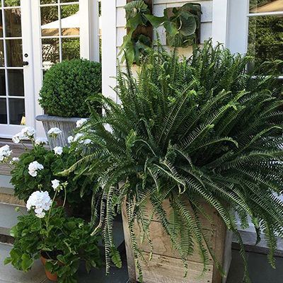 Dress Up the Porch with Ferns – Grow Beautifully Porch Ferns, Licorice Plant, White Flowering Plants, Potted Ferns, Porch Landscaping, Mulch Landscaping, Porch Plants, Porch Planters, Garden Containers