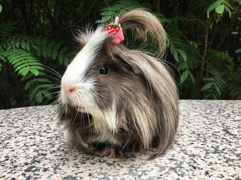 Long-haired Guinea Pig Majestic Hair, Guinea Pig Breeding, Guinea Pigs Funny, Baby Guinea Pigs, Pet Guinea Pigs, Guinea Pig Toys, Guinea Pig Care, Cute Guinea Pigs, Pig Farming