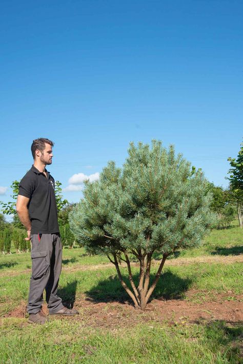 Pinus sylvestris 'Watereri' - New Wood Trees Pinus Sylvestris Watereri, Fruit Cones, Shakespeare Garden, Coppery Red, Pinus Sylvestris, Wood Trees, Specimen Trees, South Devon, Raised Planter