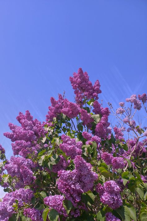 #lilac#flowers Lilac Field, Lilac Flowers, Flower Field, My Flower, Lilac, Purple, Plants, Flowers, Floral