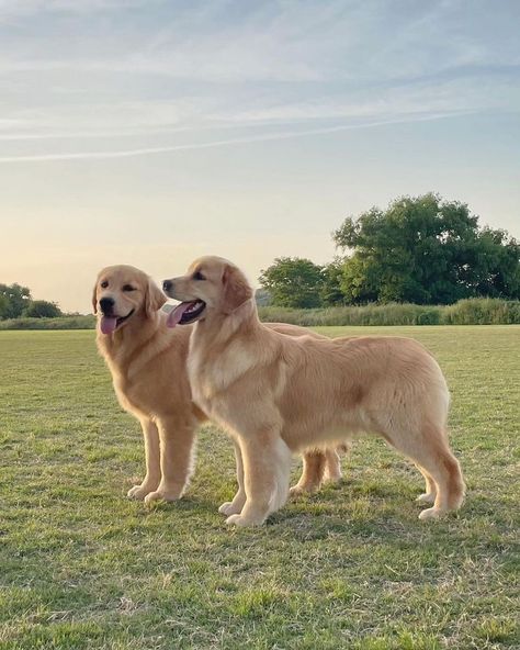 Fluffy Golden Retriever Puppy, Golden Retriever Collar, Fluffy Golden Retriever, Gold Retriever, Golden Retriever Gifts, Golden Puppy, Natural Dog Food, Golden Retriever Puppy, Golden Dog