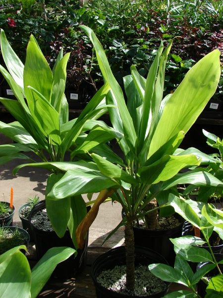 Hawaiian Ti Plant Information | description information Wall Hanging Plants Indoor, Hawaiian Ti Plant, Island Plants, Full Sun Container Plants, Cordyline Fruticosa, Ti Leaf, Ti Plant, Hawaiian Plants, Indoor Plants Styling