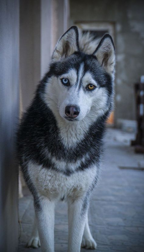 Husky Photography, Best Large Dog Breeds, Haski Dog, Husky Faces, Behavior Tips, Wolf Husky, Cute Dogs Images, What Kind Of Dog, Cute Husky