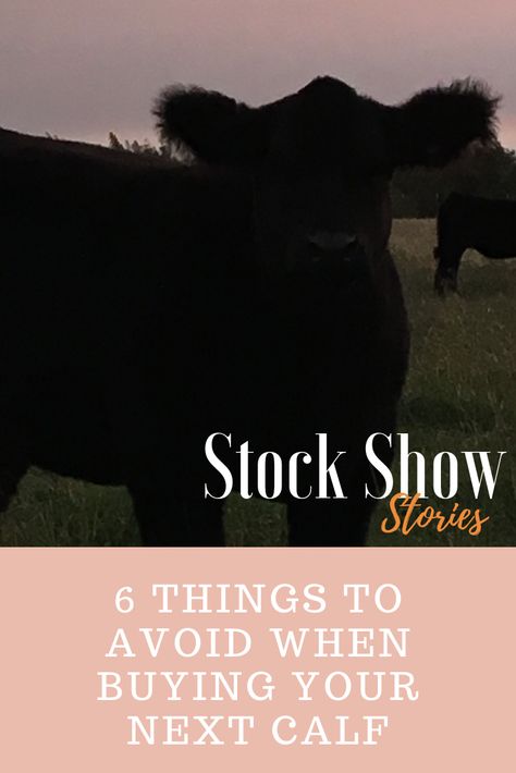 Show Steer Tips, Cute Show Steer Names, Cattle Judging, Show Cows Supplies, Dairy Cow Breeds, Raising Cows, Show Cattle Barn, Club Calf, Show Livestock