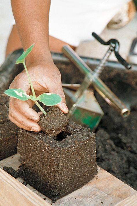 How to Grow Pumpkins - FineGardening How To Grow Pumpkins, Soil Blocking, Grow Pumpkins, Dream Homestead, Small Holding, Planting Pumpkins, Squash Vegetable, Seedling Pots, Homestead Ideas