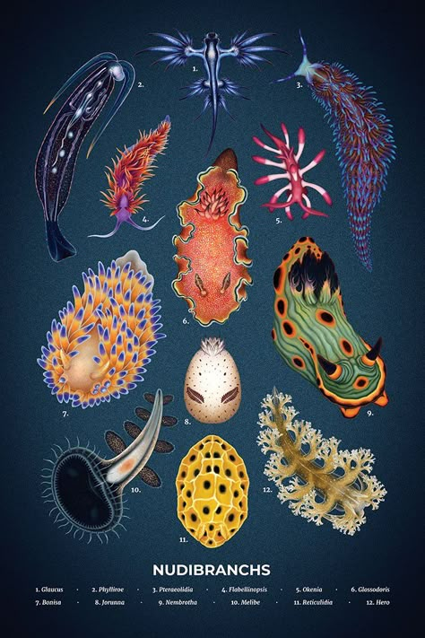 End Of December, Sea Snail, Sea Slug, Beautiful Sea Creatures, Scientific Illustration, Ocean Creatures, Marine Animals, Ocean Animals, Alam Yang Indah